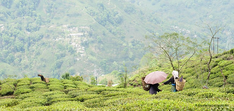 DARJEELING FIRST FLUSH 2016