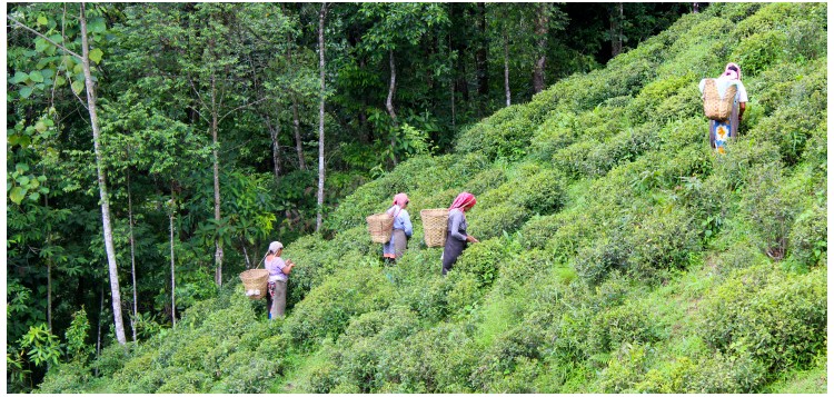 DARJEELING, PREMIÈRES RÉCOLTES 2017
