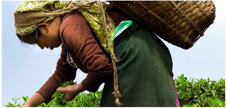 DARJEELING, PREMIÈRES RÉCOLTES 2018